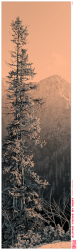 6c/Bettlerkarspitze